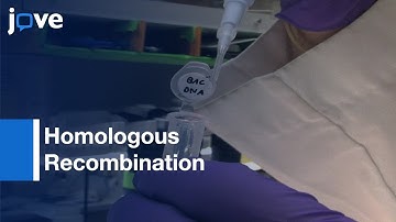 Recombineering Homologous Recombination Constructs In Drosophila l Protocol Preview