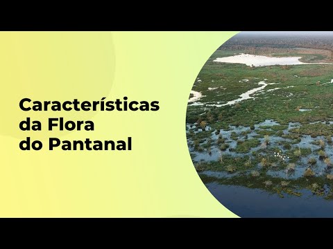 QUAIS AS CARACTERÍSTICAS DA FLORA DO PANTANAL?