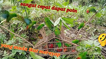 MEMIKAT BURUNG SERINDIT MENGGUNAKAN SANGKAR JEBAK SANGAT RENDAH dan POIN CEPAT