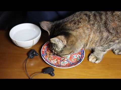 【ASMR】猫の咀嚼音  Cat Eating Sounds