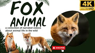 Fox | Animals Simple Videos | What have in universe by What have in universe 150 views 5 months ago 5 minutes, 14 seconds