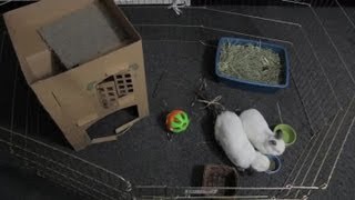 How Much Room Does a Rabbit Need? : Rabbit Care