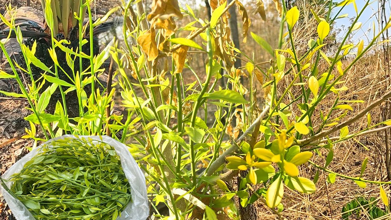 สุดๆ!!ผักหวานแตกยอดเต็มต้น ไม่นึกว่าจะเจอแบบนี้