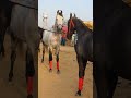 Horsemandi horse shonkijatt horselover stallion shonkijatt viralshort shorts short