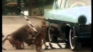 Hamlet Cigars Safari Park Tv Advert