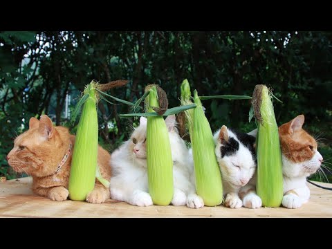 トウモロコシのせ猫 2024 240908 - YouTube