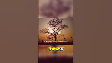 The Wisdom of Trees: Lessons in Resilience, Patience, and Growth