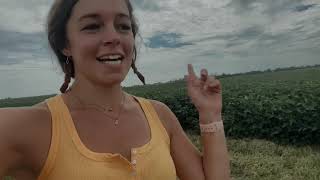 Walking Soybeans at the Harness East Field