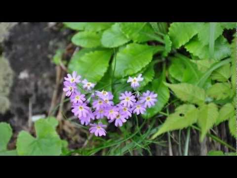 ～大正琴～山のロザリア