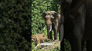animals attack 😱#shortvideo #animals #foryou