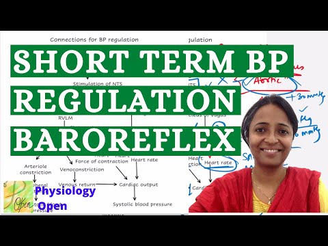Baroreceptor reflex physiology short term regulation of blood pressure | CVS Physiology | MBBS
