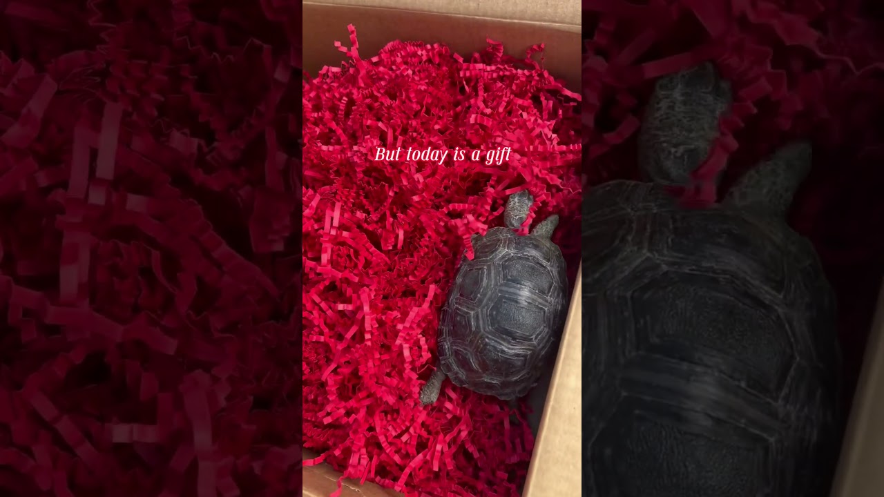 Oogway is the only way 