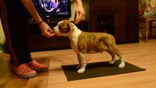 Br Junior Canossa, 9 Weeks Old American Staffordshire Terrier
