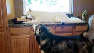 Unboxing Pupbox With My Dogs | Puppy Subscription Box