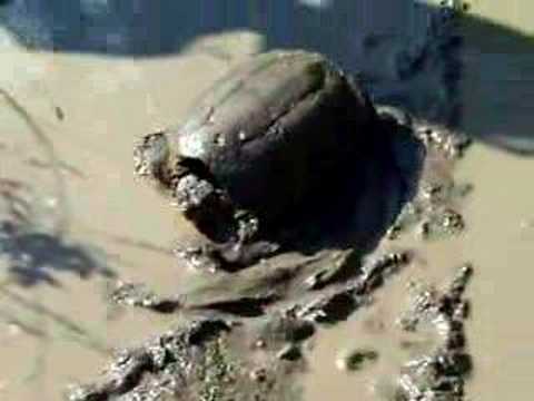 Cameron B ATV Muddin with a Snap'n Turtle