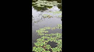 Outdoor Wild Fishing Live