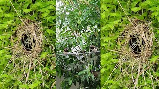 #Shorts Hanging Turtile Vine Turned Into Bird's Nest || Masha Allah Cute Magpies || Afza's World