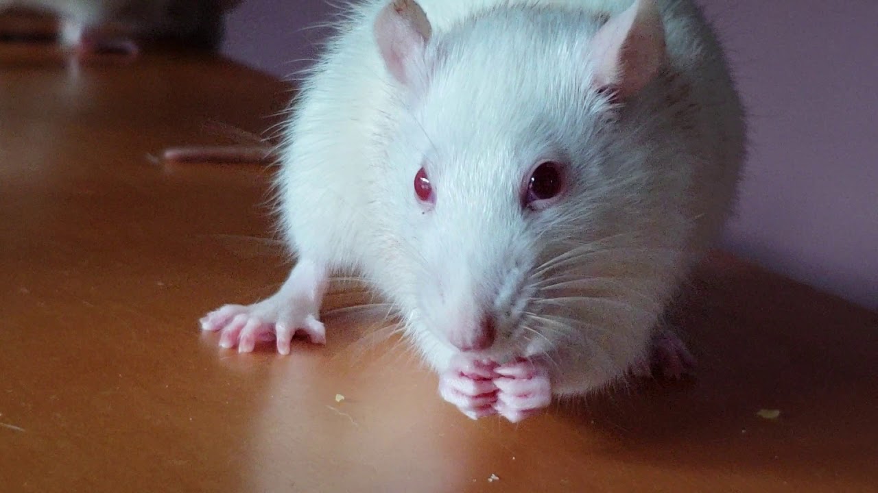 Rats eating raw pasta 2..cute - YouTube