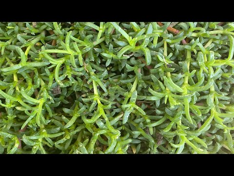 Video: Northwest Lawn Options – Mengganti Rumput Di Pacific Northwest