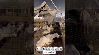 Pakistan’s economic crisis is reshaping Bakra Mandis in 2026. Inflation #funny #news #viral #eid