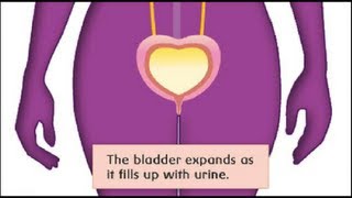 Internal Plumbing Guide: An Inside Look at How Your Bladder Works