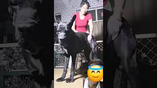 Dog Lover Only Hits The Things dogshorts dogbreed goldenretreivers