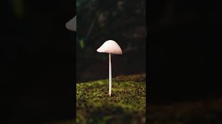 Mobile Pro Mode Photography Tutorial 🔥 | DSLR Like Photos #mobilephotography #tipsandtricks #viral