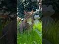 This Cat Just Found Her Paradise in the Garden 🌿 #cat