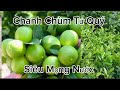 Cung Cấp Giống Chanh Chùm Siêu Quả Uy Tín Nhất Miền Bắc