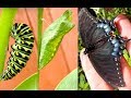 Shocking Catterpillar! - Black Swallowtail!