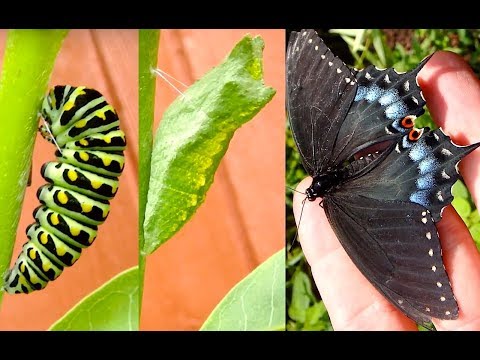 Video: Ano ang sinisimbolo ng black swallowtail butterfly?