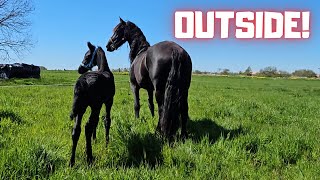 They can go outside! Grass is weird! | Friesian Horses