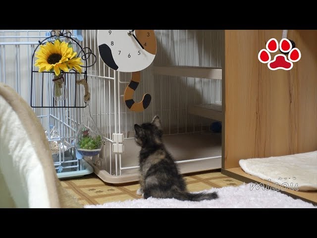 振り子が気になる仔猫【瀬戸のらな日記】Kitten is worried about the clock