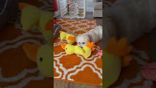 Sadie and her Duck  #pets #cute #doglovers #dogshorts #funny #furbaby #havanese #viral