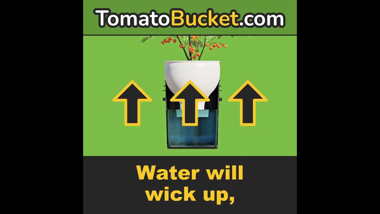 What is So Great About Tomato Bucket Anyways? | Tomato Bucket Large Self Watering Bucket System