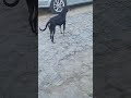 #dog #animais #petsfofinhos #youtubeshorts # viral #