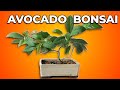 My Avocado Bonsai - 3 Years Old