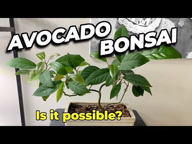 My Avocado Bonsai - 3 Years Old - YouTube