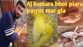 aj hamar tota mar gia#parrotlover #parrot #parrotbaby #sheharmaindehat by Mini zoo3499 93 views 4 weeks ago 3 minutes, 15 seconds