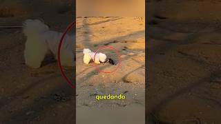 Este pato, uso un mecanismo de defensa para escapar de un perro #perros #pato #animal es al