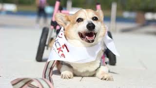 Walkin Wheels Pet Wheelchair - Mobility for Animals
