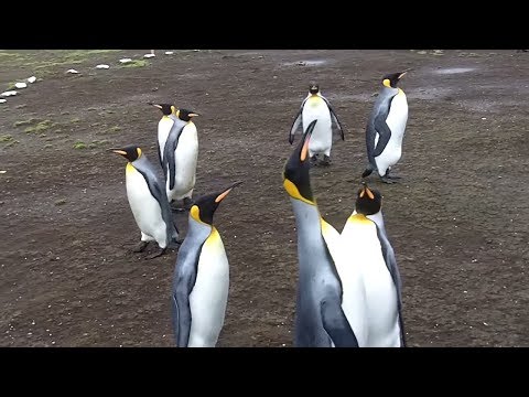 Vidéo: 10 attractions touristiques les mieux notées dans les îles Falkland