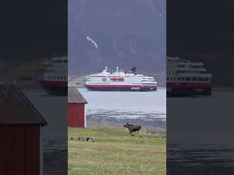 Moose, goose, and MS Nordkapp — just a typical day on the Norwegian coast
