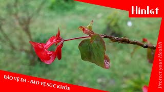 Trải Nghiệm Thắng Cảnh Sapa Không Ngại Thời Tiết Với Humbgo Hinlet