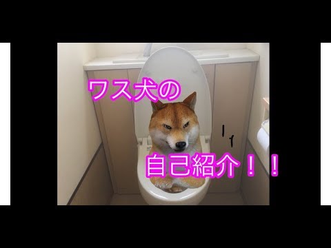 【バーチャルYouTuber】ワス犬の自己紹介