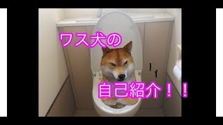 「【バーチャルYouTuber】ワス犬の自己紹介」のサムネイル