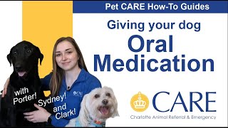 IntroHow to give a pills or liquid meds to your dog