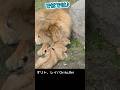 さわって🩷touch me ＃ライオン #オリトイオイトフウレイ #ファミリー #赤ちゃん #lion #cute #animal #cubs