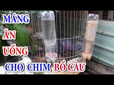 Video: Cách Làm Máng ăn Hình Trái Tim Cho Chim