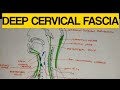 Deep Cervical Fascia - 1 | Investing Layer